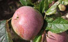 Blue Pearmain apple trees