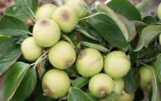 Brown Snout cider apple trees
