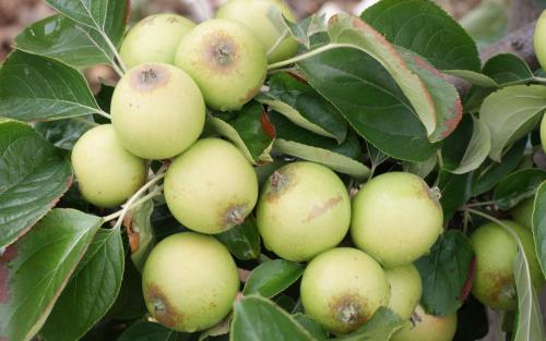 Brown Snout apples
