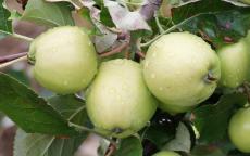 Bulmers Norman cider apple trees