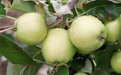 Bulmers Norman apples