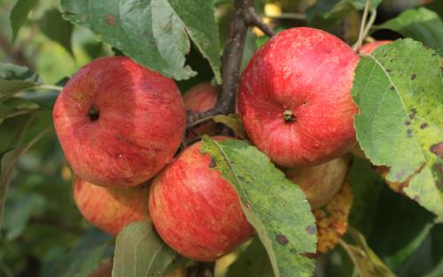 Chestnut Crab apples