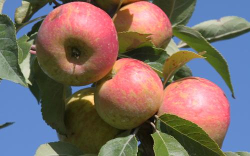 Chestnut Crab apples