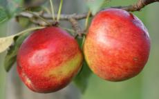 CrimsonCrisp apple trees
