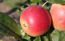 Edelborsdorfer apple trees