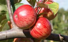 Ellis Bitter cider apple trees