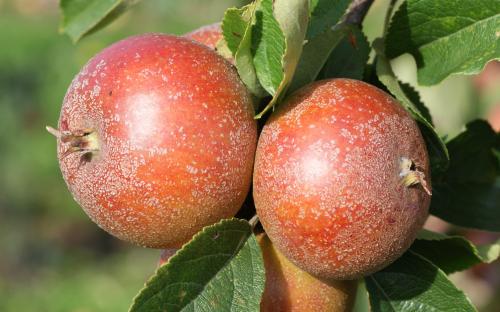 Fenouillet Gris apples