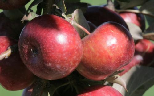 Frostbite apples