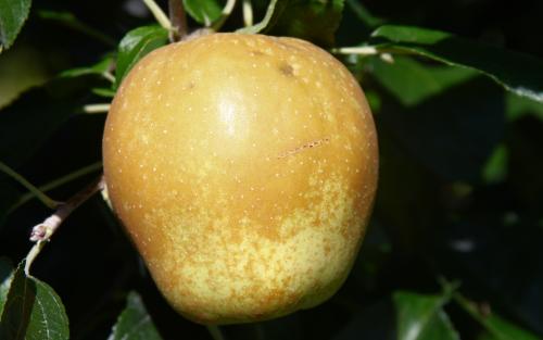 Hudson's Golden Gem apples