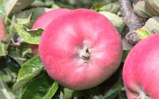 Jonalicious apple trees