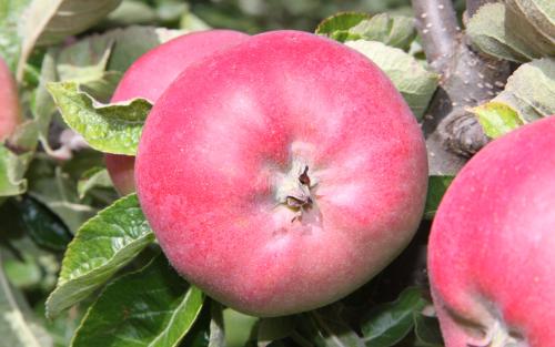 Jonalicious apples