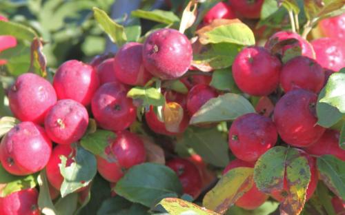 Kerr apples