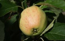 Major cider apple trees
