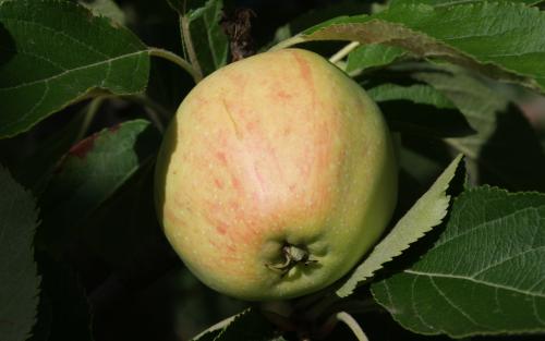 Major apples