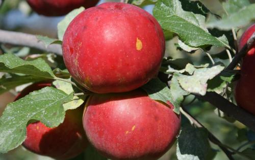 Novaspy apples