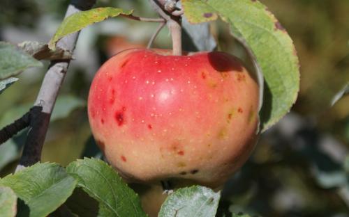 Pink Pearl apples
