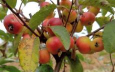 Puget Spice crab apple trees