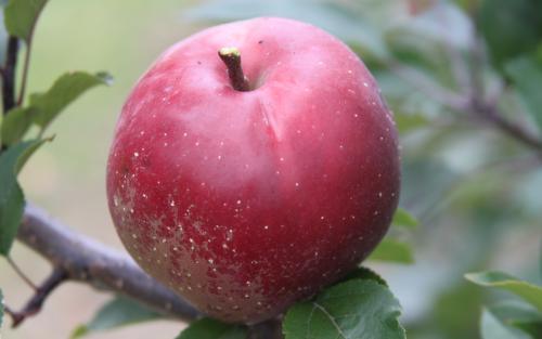 Redfield apples