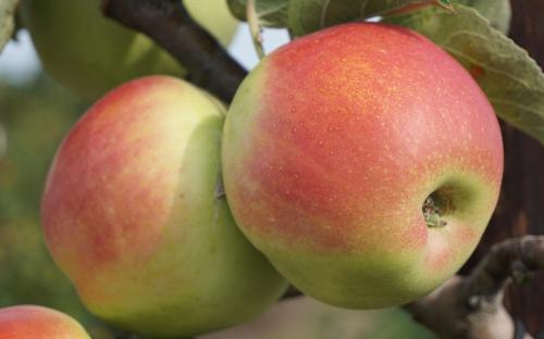 Regent apple trees