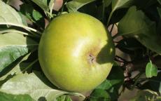 Reinette Clochard apple trees