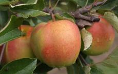 Shizuka apple trees