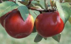 SnowSweet apple trees