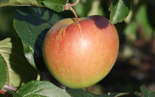 Spigold apples