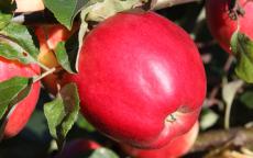 State Fair apple trees