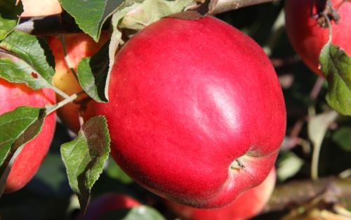 State Fair apples