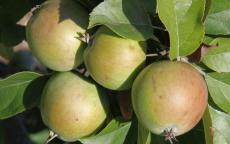 Stembridge Cluster cider apple trees