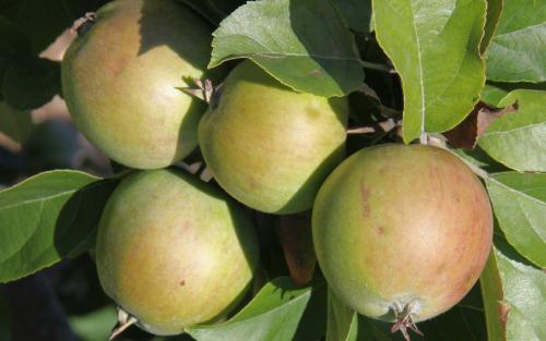 Stembridge Cluster apples