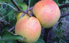 SunCrisp apple trees