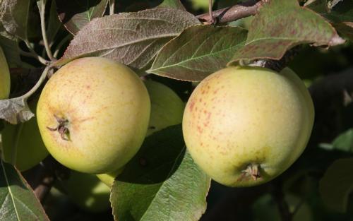 Sweet Coppin apples