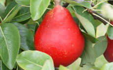 Red Clapp's Favorite pear trees