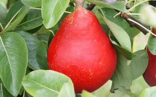 Red Clapp's Favorite pears