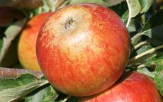 Suntan apple trees