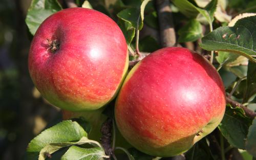 Wealthy apples