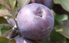 Roberts Crab crab apple trees