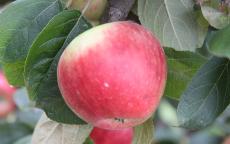 Geneva Tremlett's Bitter cider apple trees
