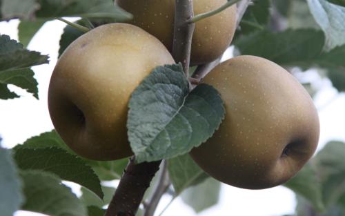 Pine Golden Pippin apples