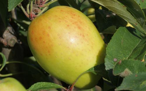 Kandil Sinap apples