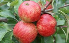 Herefordshire Redstreak cider apple trees