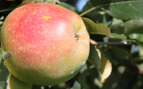 Anna apples