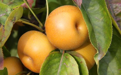 Shinsui pears