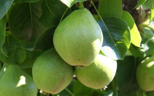Butt pears