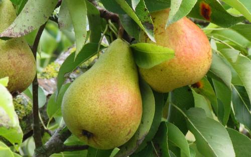 Harrow Sweet pears