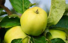 Slavyanka apple trees
