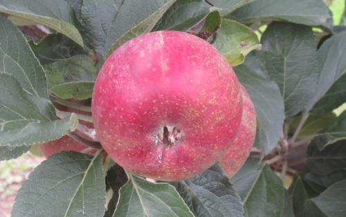 Summer Rambo apple trees