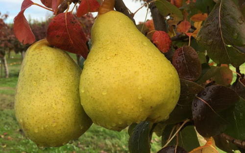 Starking Delicious pears